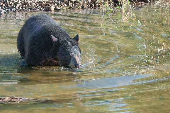 Black Bear