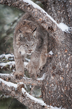 Lynx, CA