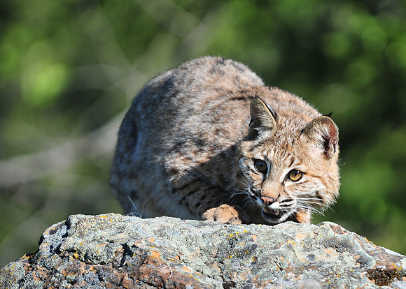 Bobcat, CA