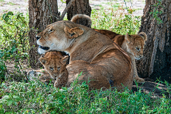 Ndutu Lioness with two kittens