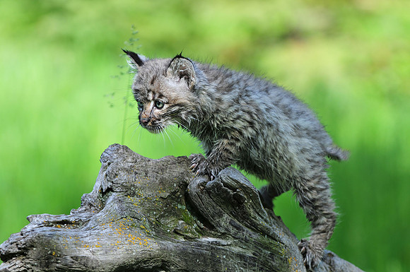 Bobcat, CA