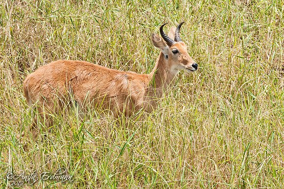 Reedbuck, Serengeti Tanzania