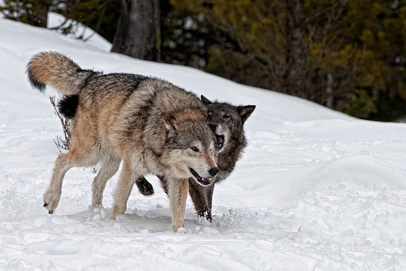 Wolf, CA