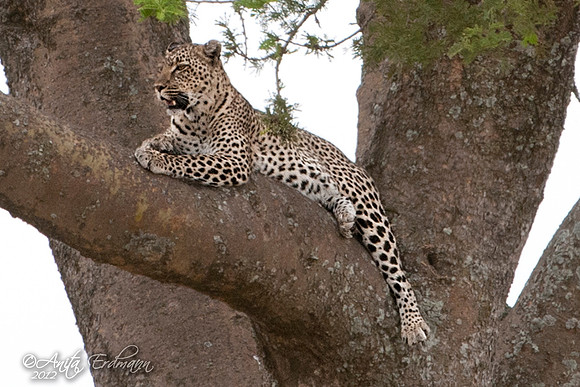 Leopard in an acacia tree.