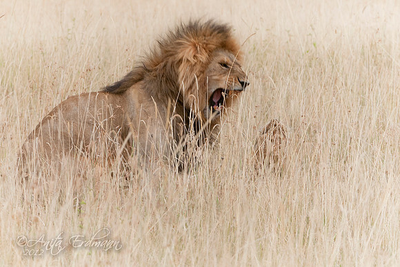 Lions mating in the deep grasses of the Serengeti.