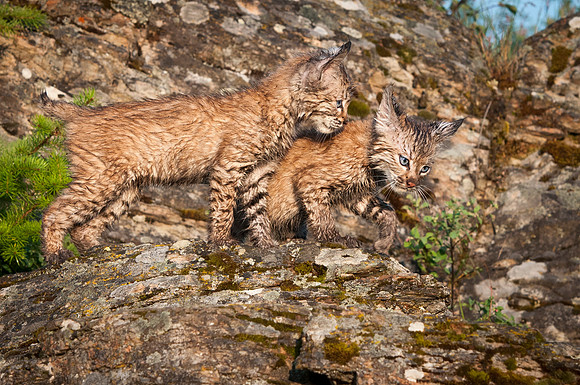 Bobcat, CA