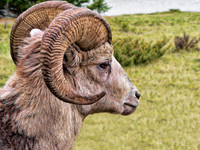 Bighorn Sheep