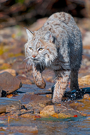 Bobcat, CA