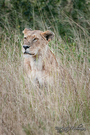 Serengeti Lion