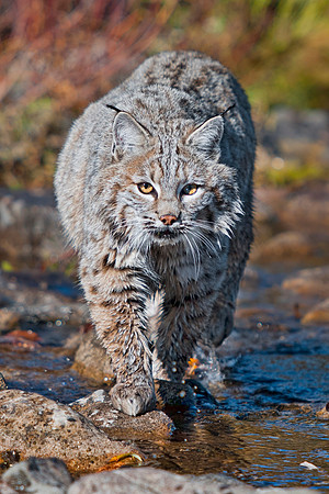Bobcat, CA