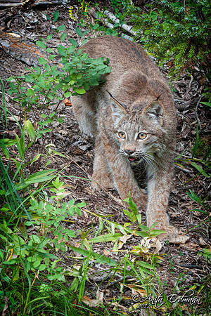 Lynx, CA