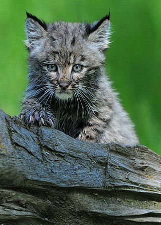 Bobcat, CA