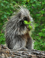 Porcupine