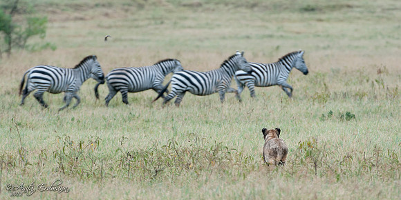 Lioness attempting to hunt Zebra in Ngorongoro Crater, Tanzania