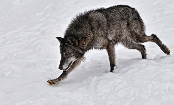 Wolf, CA