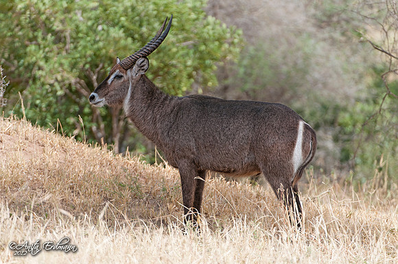 Waterbuck