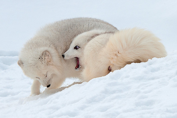 Arctic Fox.  Honey showing Tony who's boss.