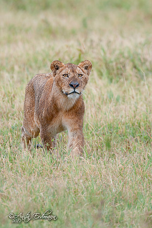 Young lioness, wet from the morning dew.