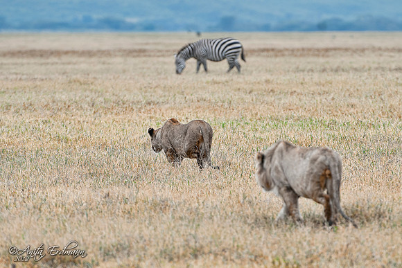 A young lioness and lion attempting to hunt a very pregnant Zebra.