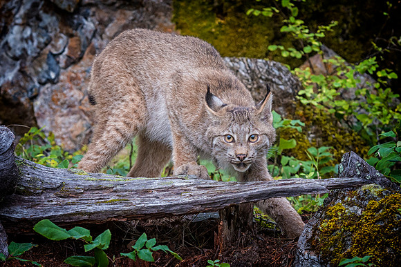 Lynx, CA