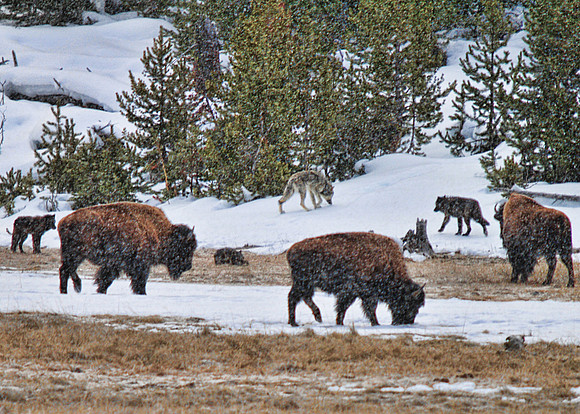 Yellowstone's Madison Pack of Wolves amongst a herd of bison during a snowstorm, winter 2010.
