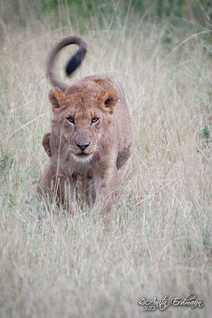 Serengeti Lion