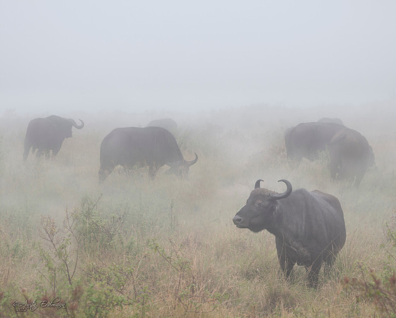 Early morning descent into Ngorongoro Crater Tanzania, Cape buffalo grazing in the morning fog