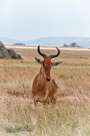 Hartebeest, Tanzania