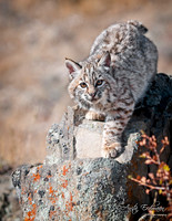 Bobcat, CA