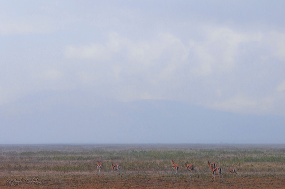 near the end of a heavy downpour in Ndutu, Tanzania