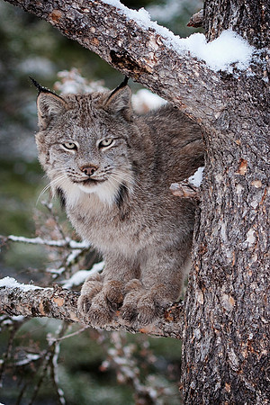 Lynx, CA