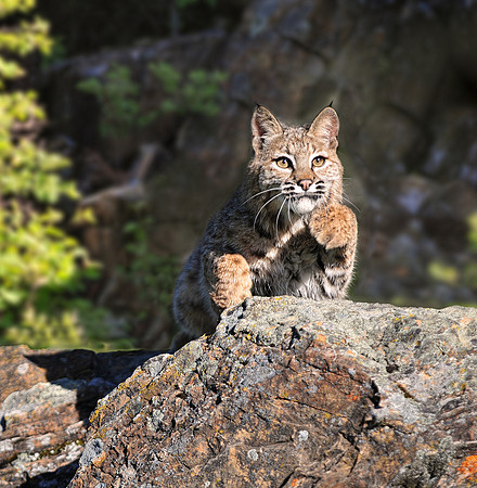 Bobcat, CA