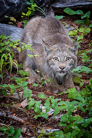 Lynx, CA