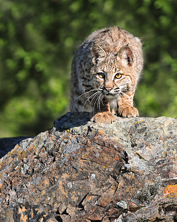 Bobcat, CA