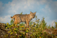 Bobcat, CA