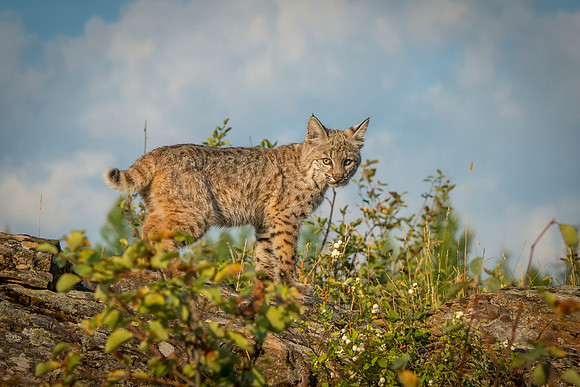 Bobcat, CA