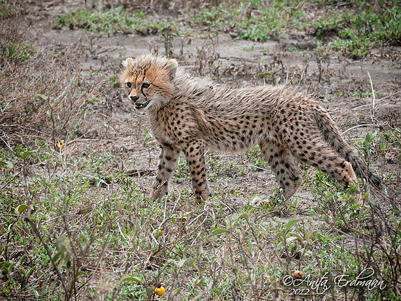 Fuzzy Cheetah Cub