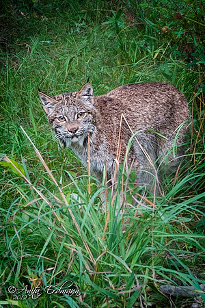 Lynx, CA