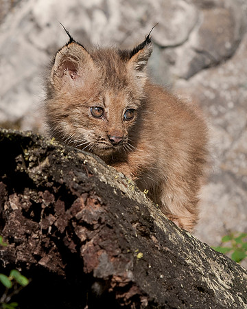Lynx, CA