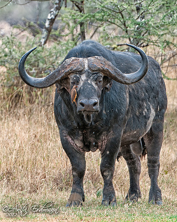 Cape Buffalo with an Oxpecker.