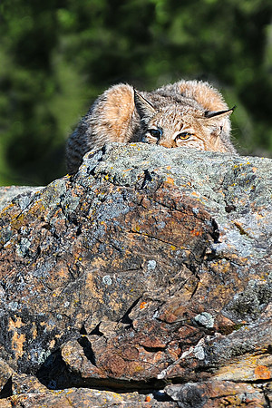 Bobcat, CA