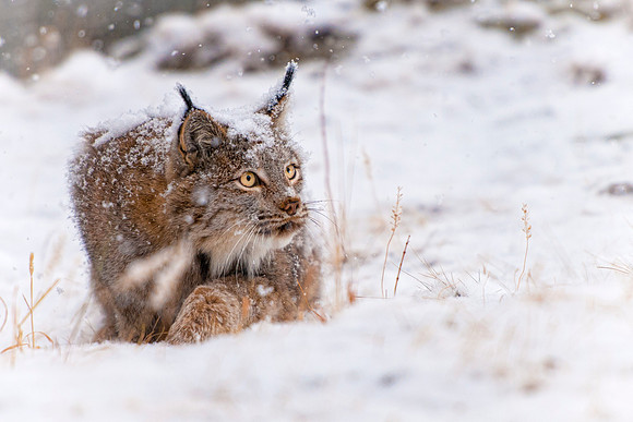 Lynx, CA