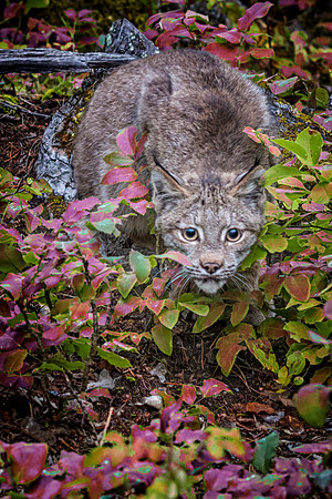 Lynx, CA