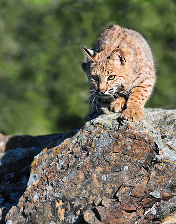 Bobcat, CA