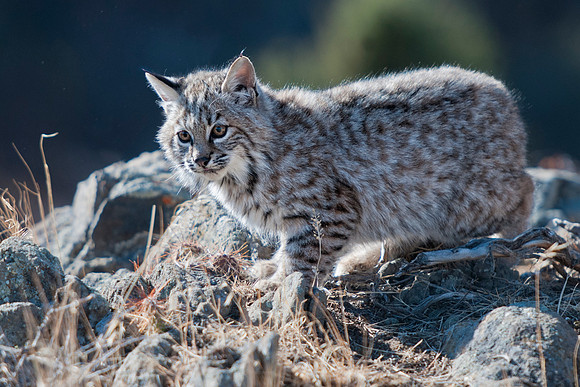 Bobcat, CA