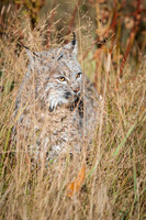 Bobcat, CA
