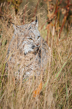 Bobcat, CA