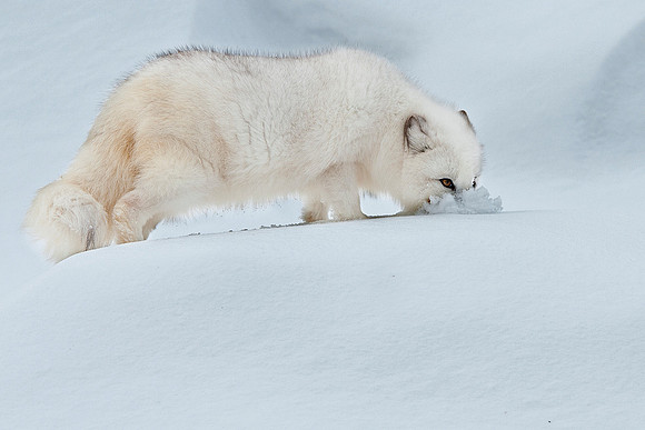 Arctic Fox, hunting in the snow.