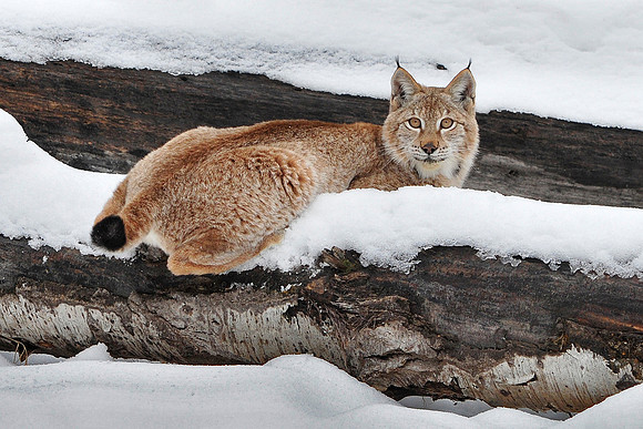 Lynx, CA