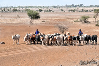 Masai herdsmen grazing their cattle near the Serengeti in Tanzania.